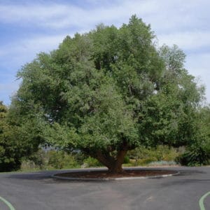 Sycomore Fig LA Arboretum