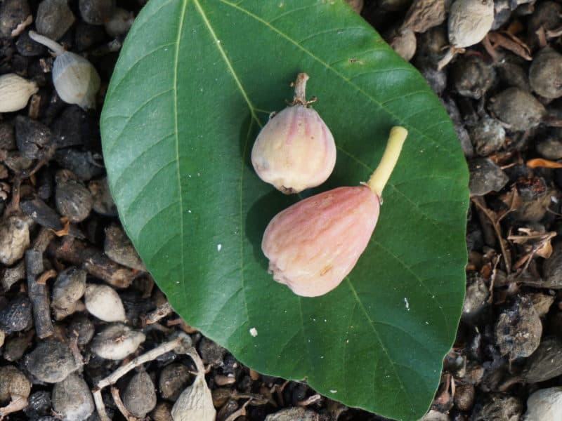 Sycomore fruit and leaf LA ARboretum