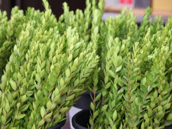 myrtle branches sold to celebrate the Feast of Tabernacles