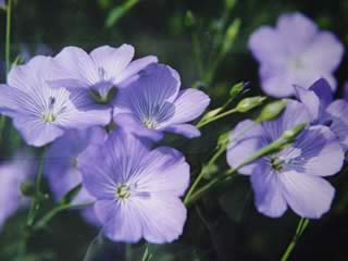 Flax Flax