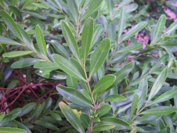 2619-Buxus-sempervirens-Longifolia www.florum.fr