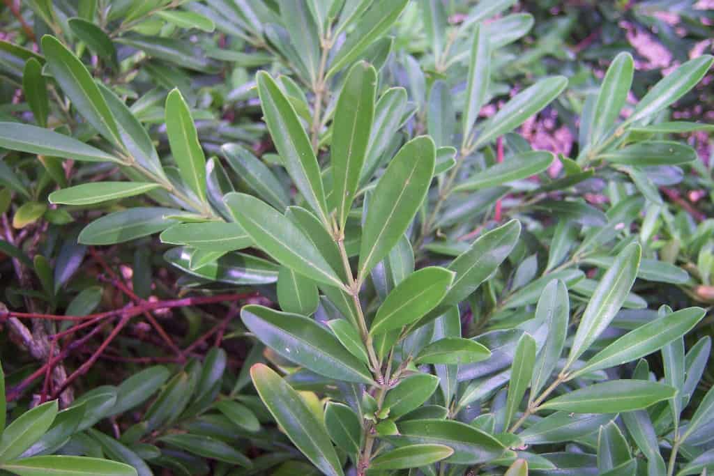Boxwood Boxwood