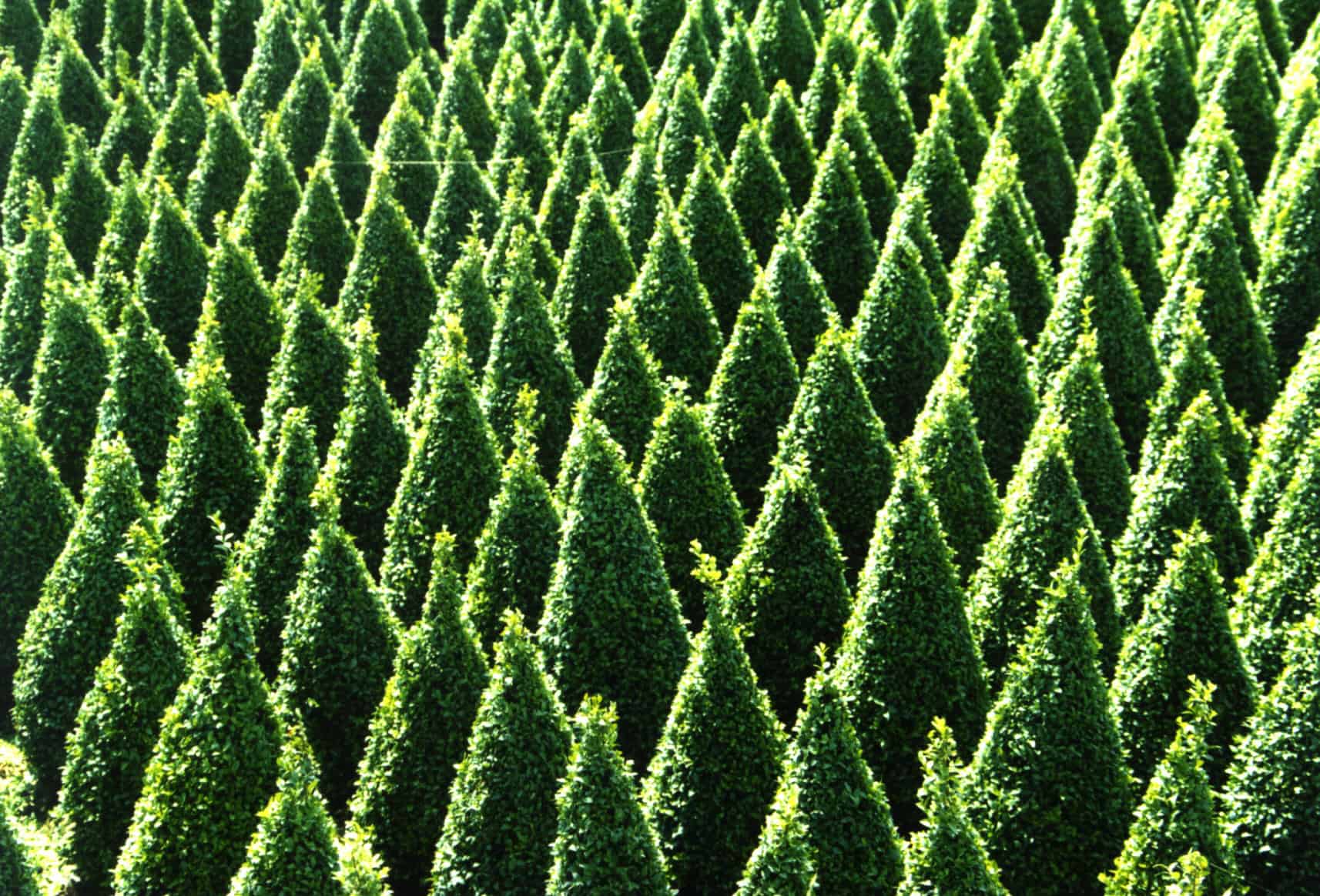 Boxwood Boxwood