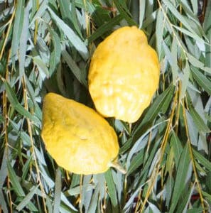 pair of etrog on a bed of willow branches