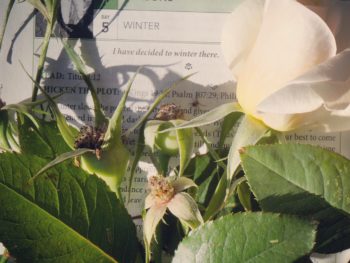 winters last whisper rose with GO'ds Word for Gardeners Bible