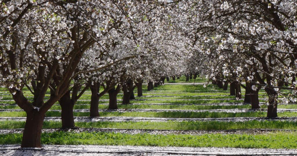 Almond orchard in Kern County CA