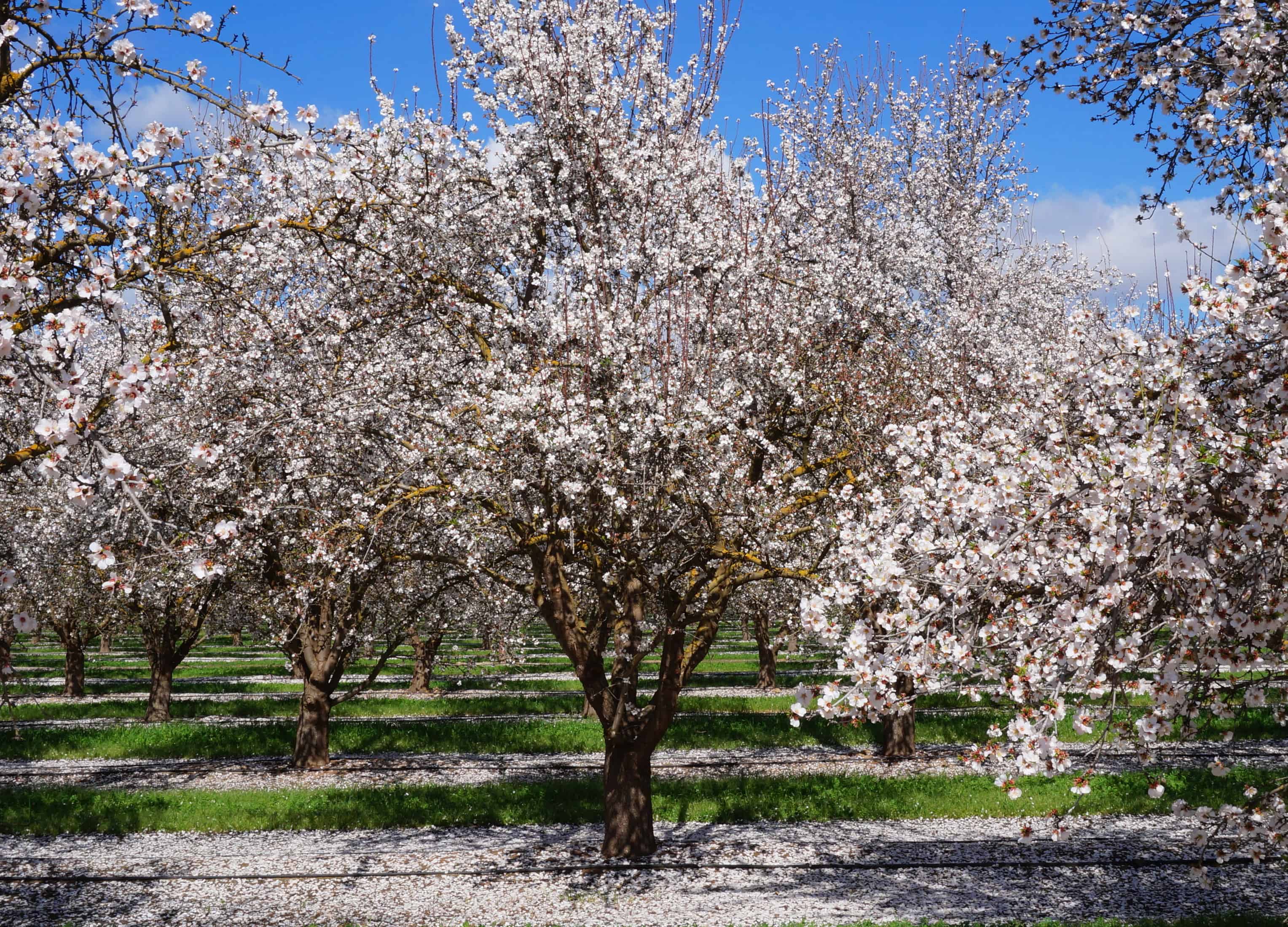 Almond Almond