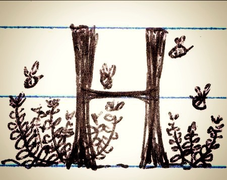 H is for Hyssop