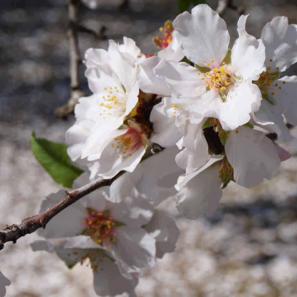 almond blossoms against a petaled snowfall