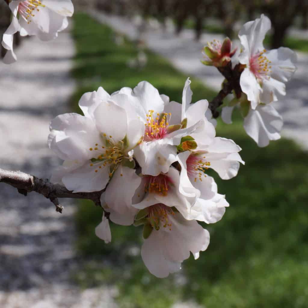 blossomed almond branch