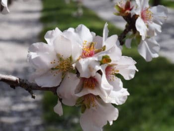 blossomed almond branch