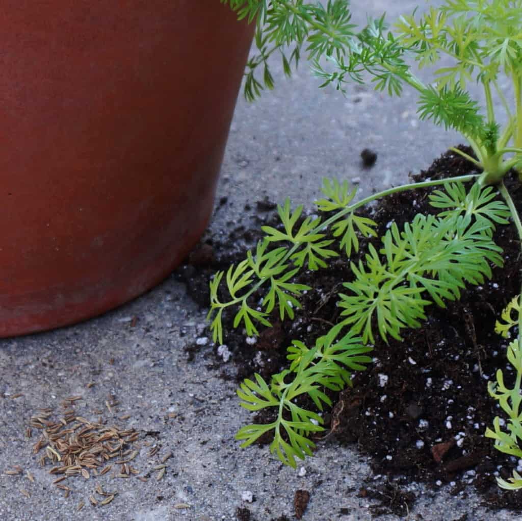 cumin seeds & nigella seedling