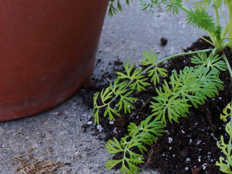 cumin seeds & nigella seedling