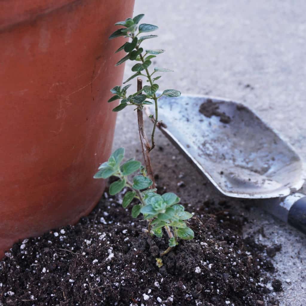 psalm 51-7 hyssop ready for planting in a pot of Bible