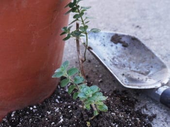 psalm 51-7 hyssop ready for planting in a pot of Bible