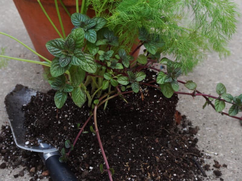 Mint Dill and Cumin seeds ready for a pot o Bible