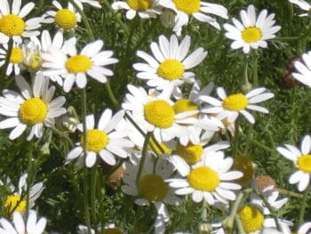 Roman chamomile flowers