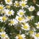 Roman chamomile flowers