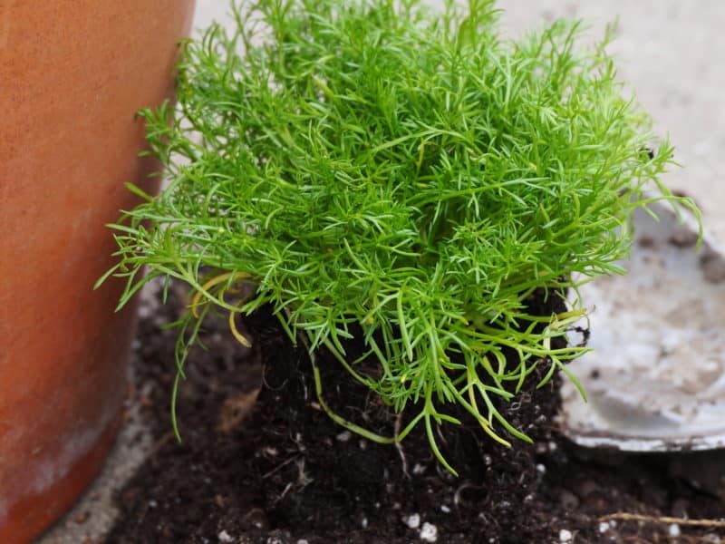 Roman chamomile for a Pot of Bible