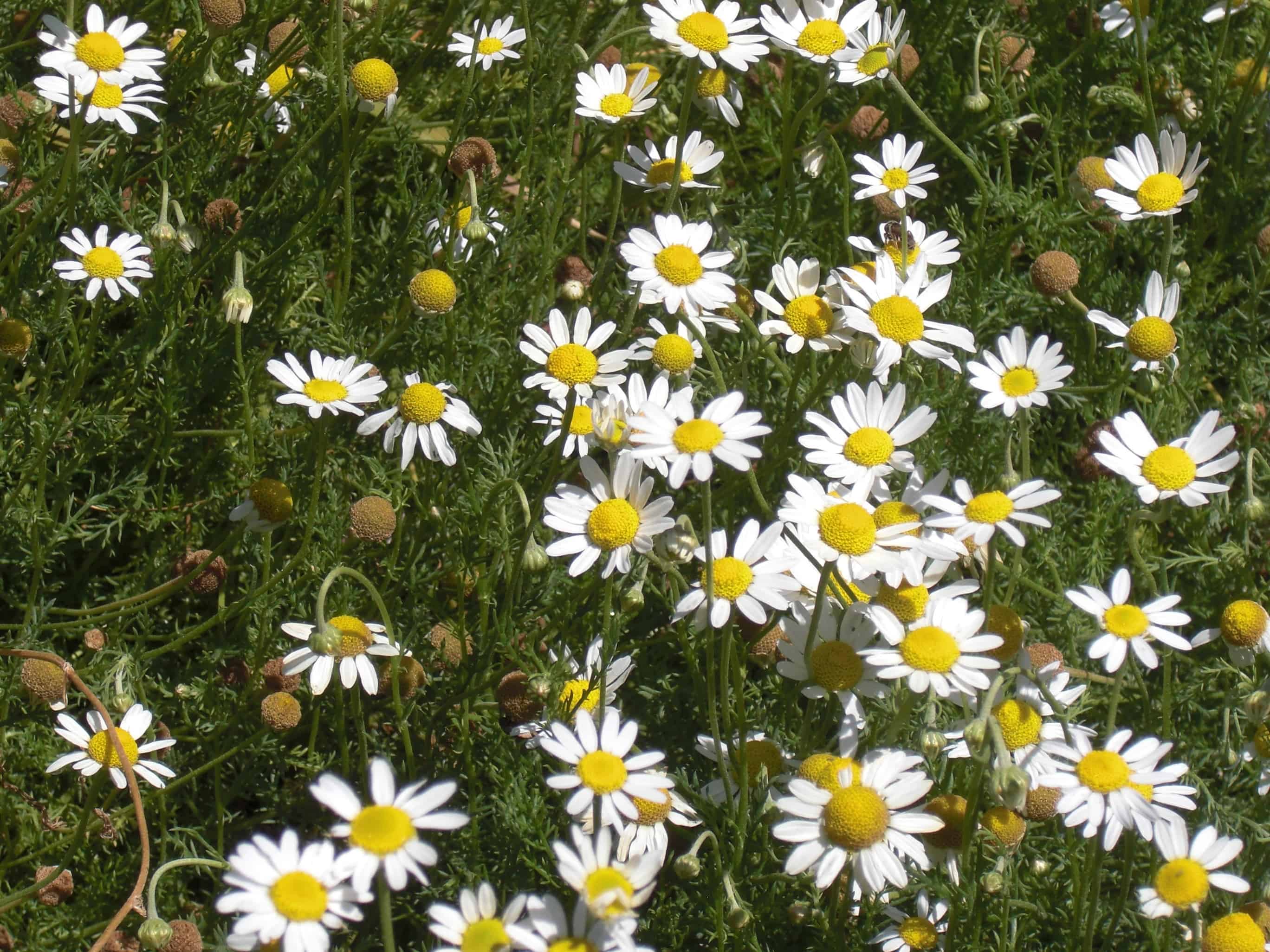 Chamomile Chamomile