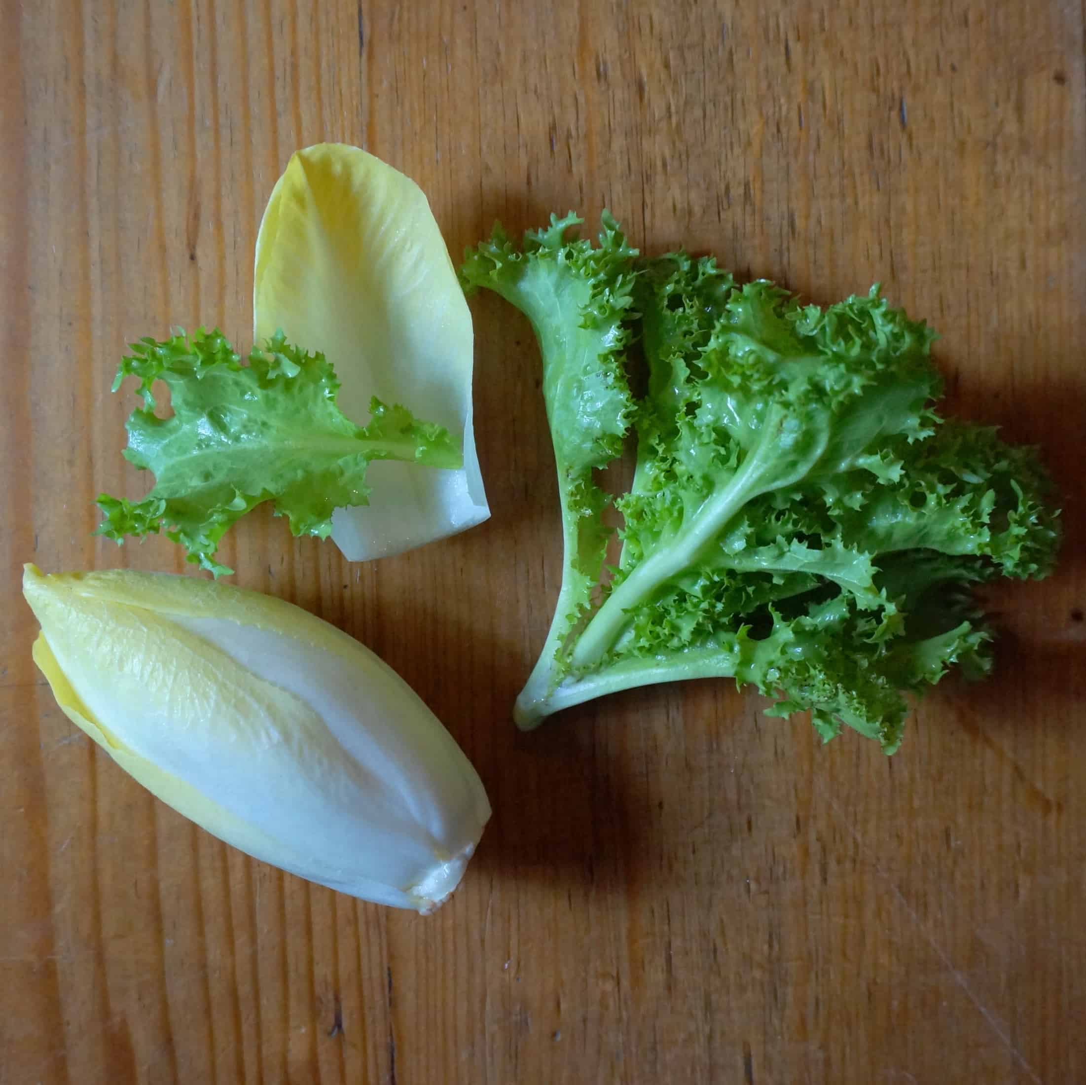 Endive Cichorium endiva full heat Batavian seedling