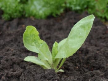 Cichorium endiva full heat Batavian seedling