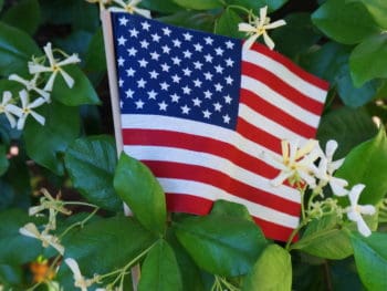 US flag in star jasmine for the national day of prayer