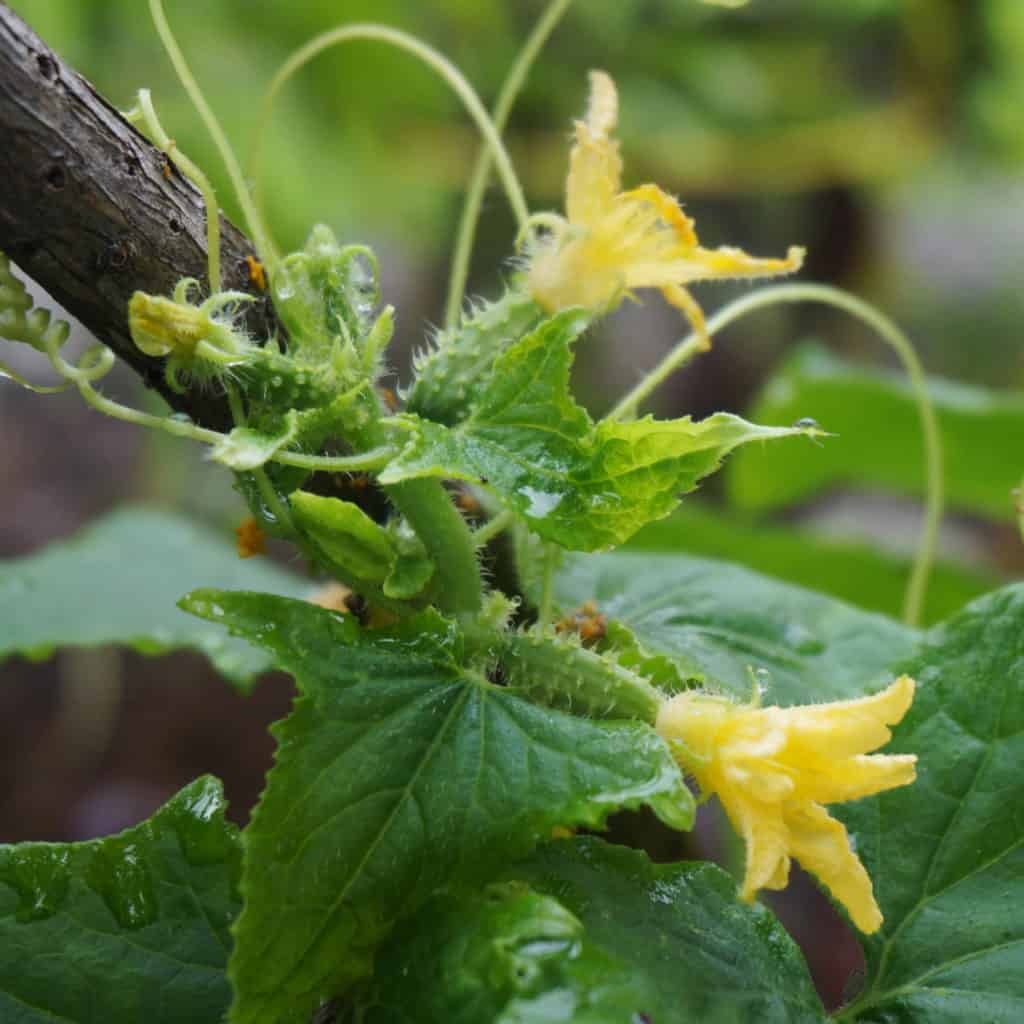 Cucumbers forming fruit