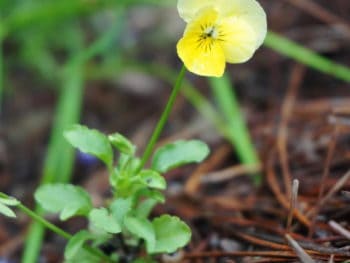 a viola volunteers in the garden