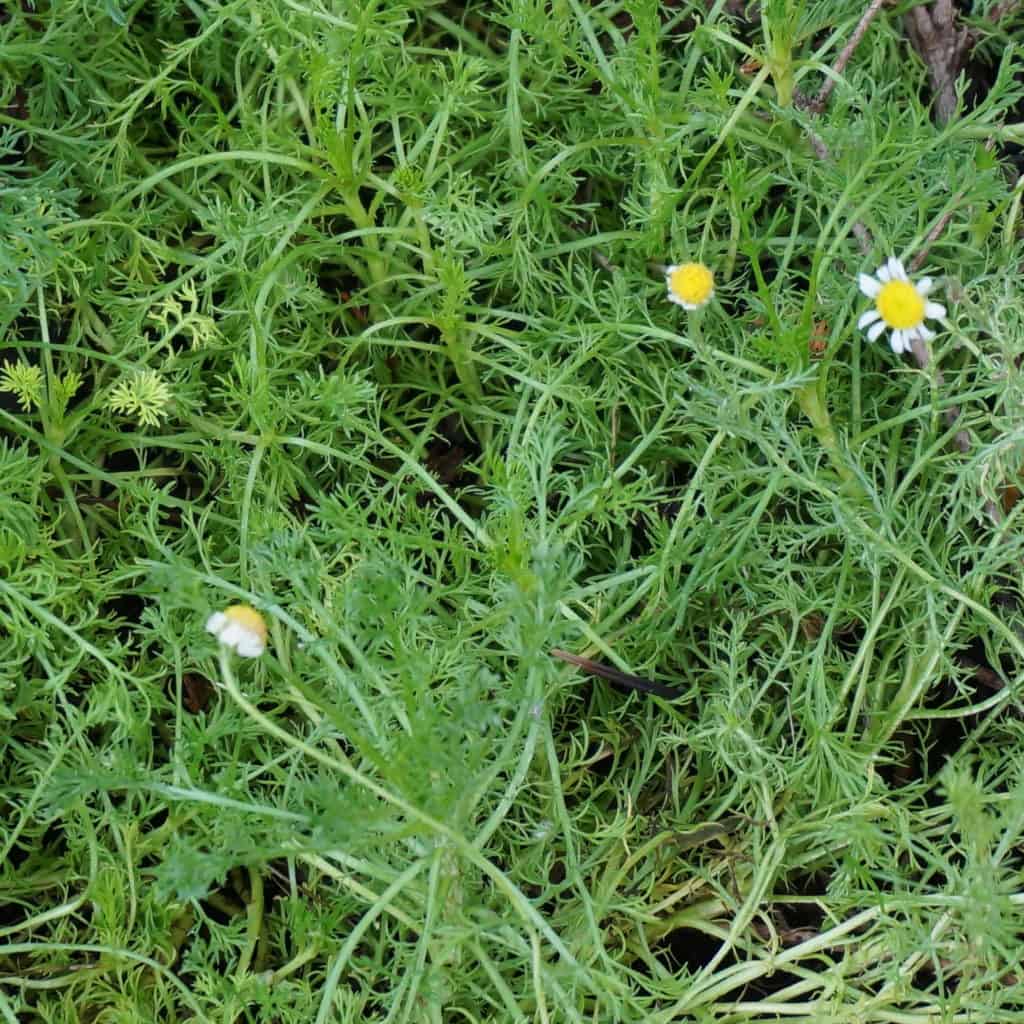 close up chamomile lawn with first flowers