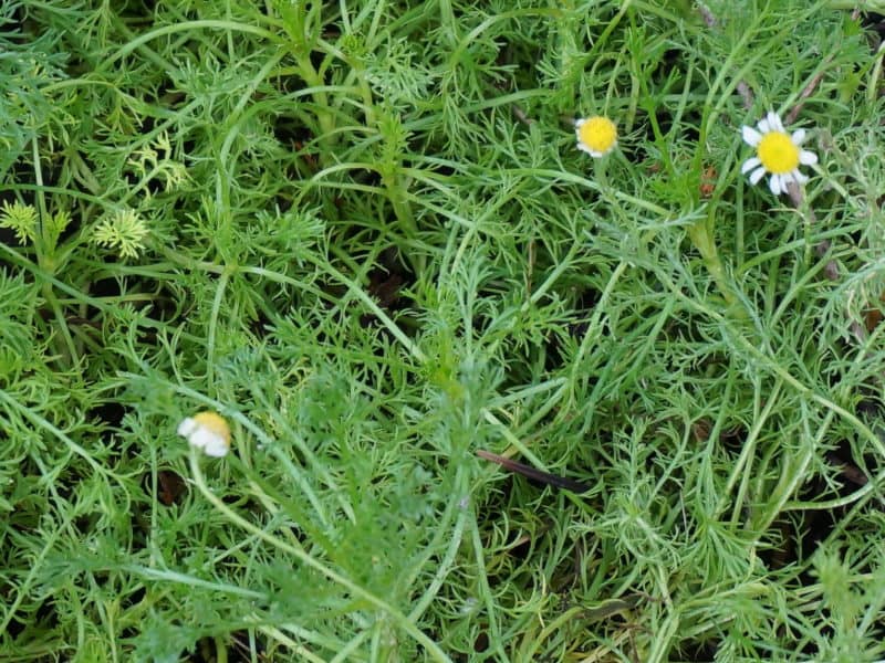 close up chamomile lawn with first flowers
