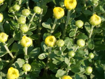 close up of yellow mum flowers in the sunlight