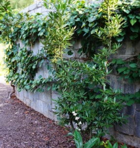 bay-laurel-and-grapevines