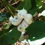 cotton-boll