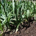 leeks from the Atlant History Center Sith Family Farm
