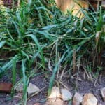 millet-in-a-history-garden