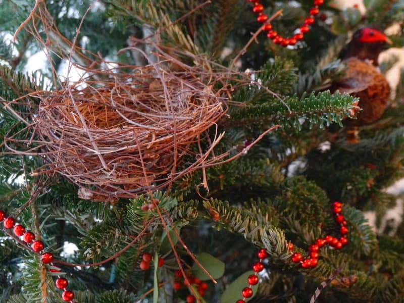 Birds & Evergreen Branches - Garden In Delight