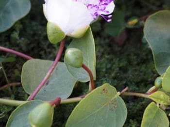 caper bush flower and bud