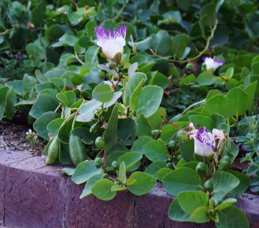 caper bush spill over container