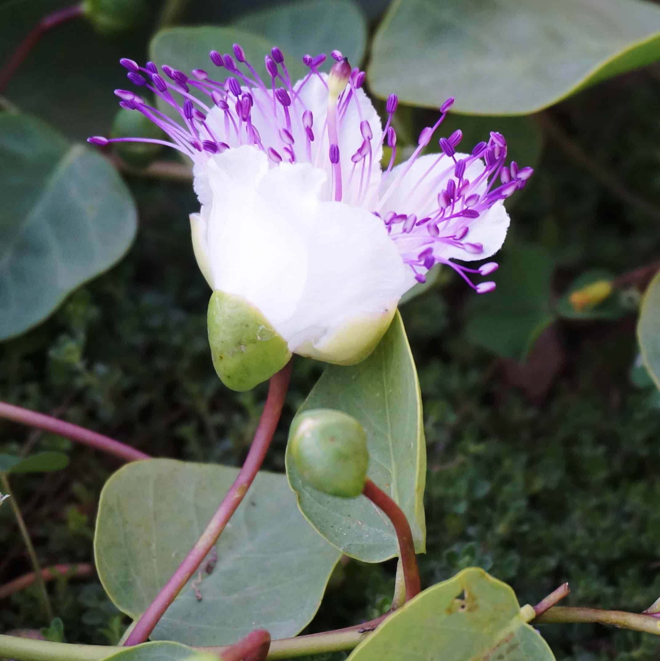 caper flower and bud