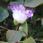 caper flower and new bud forming