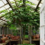 Fig tree in private Pittsburgh garden CP
