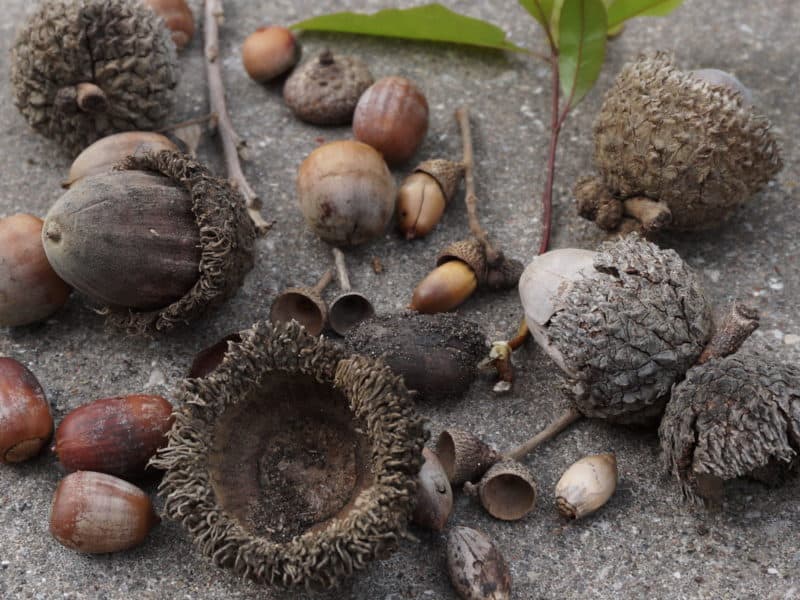 acorns grow oak trees