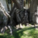 massive contorted trunk of olive trees