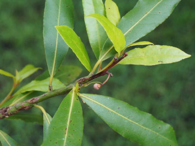 spring branches from bay laurel trees