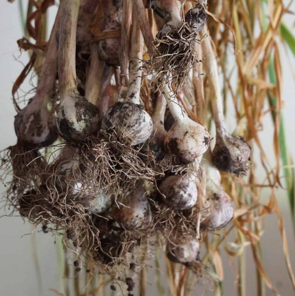 harvested and hanging garlic