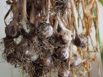 harvested and hanging garlic