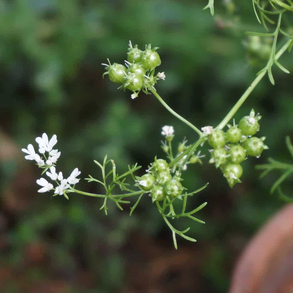 umbels coriander flowers and seeds forming