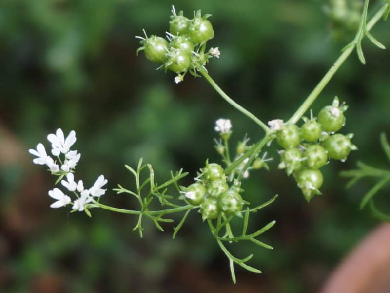 umbels coriander flowers and seeds forming