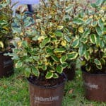 'olive martini' TM elaeagnus plants arrive from Southern Living Plant Collection